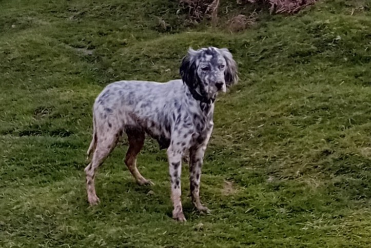 Discovery alert Dog Female Itxassou France