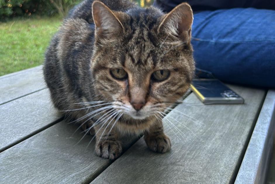 Alerte Découverte Chat Inconnu Biarritz France